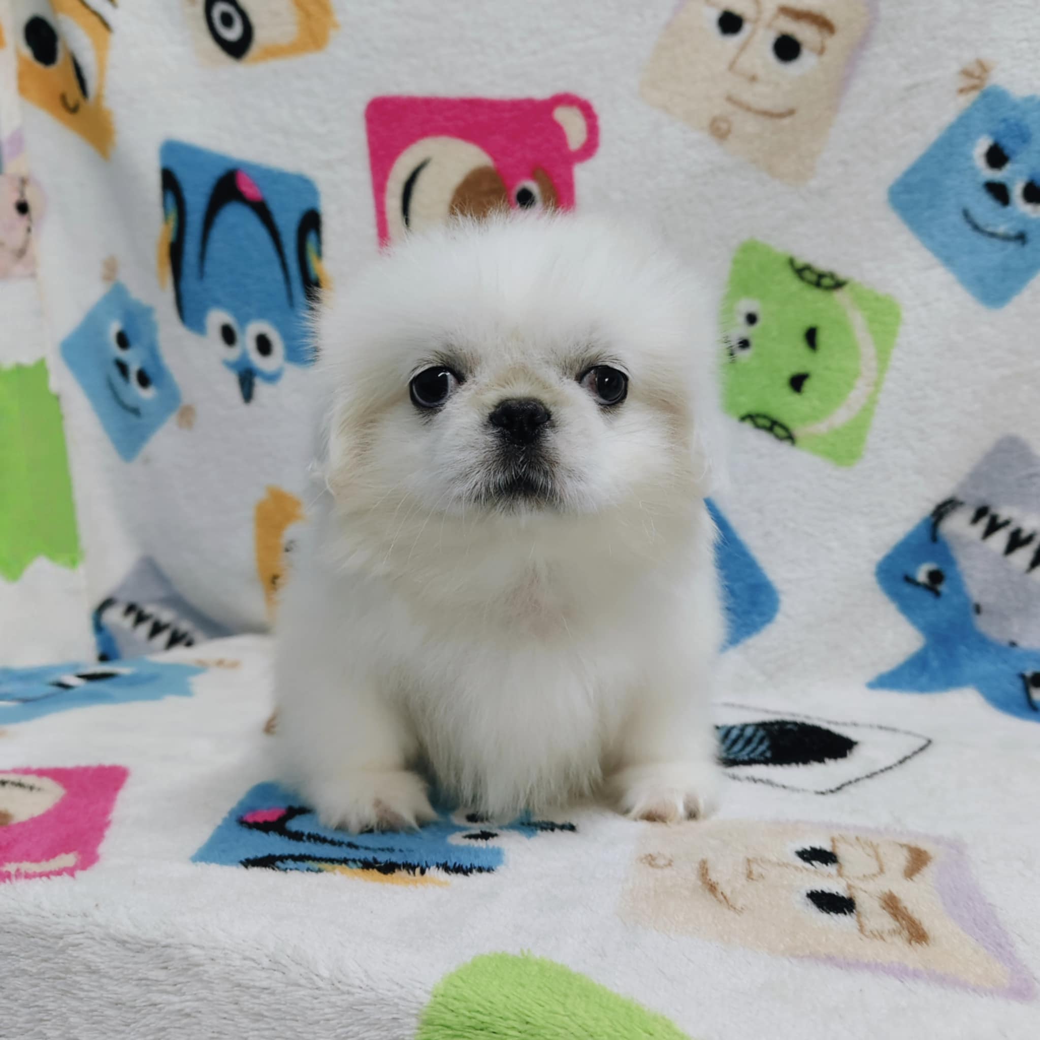 ปักกิ่งแท้ line::happyshihtzu4289