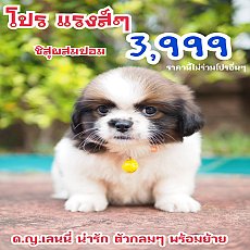 📢 ชิสุห์ปอม บ้านกิ๊ฟซ่า กรุงเทพ ส่งทั่วไทย 