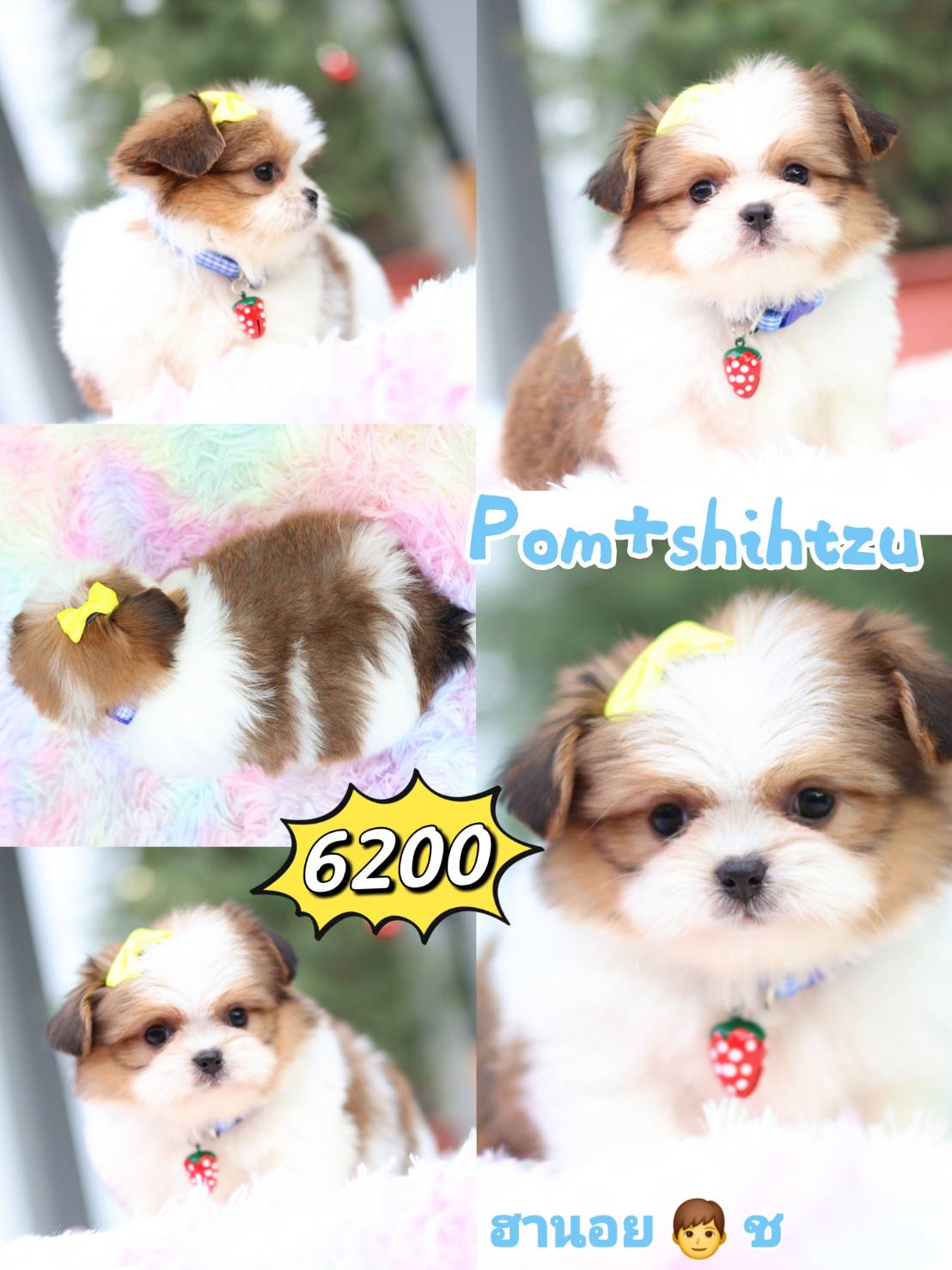 Kibzaa Shihtzu