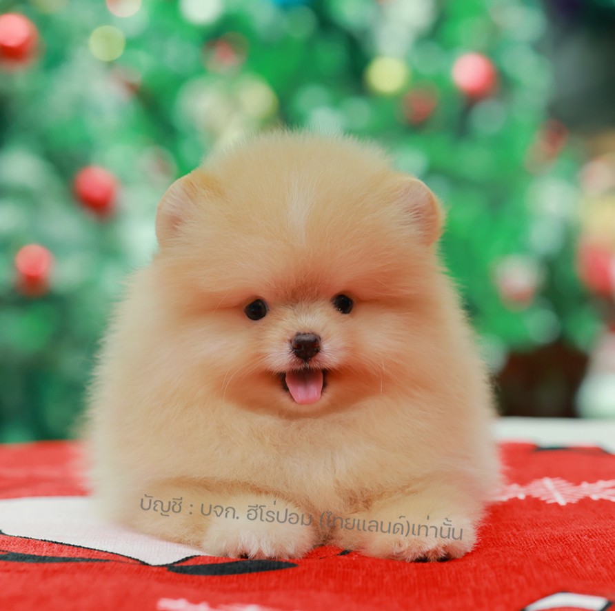 ปอมแท้ ปอมหน้าหมี HRF-01916 เพศชาย สีส้มครีม ตัวจิ๋วตัวเล็ก แก้มอ้วน น่าฟัดมาก ๆ...