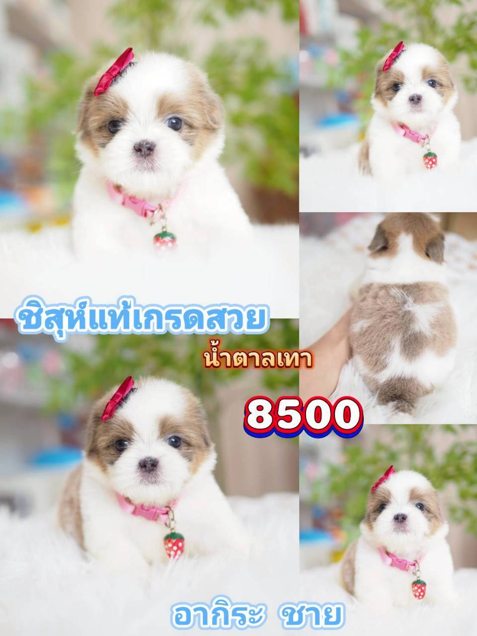 ชิสุห์แท้