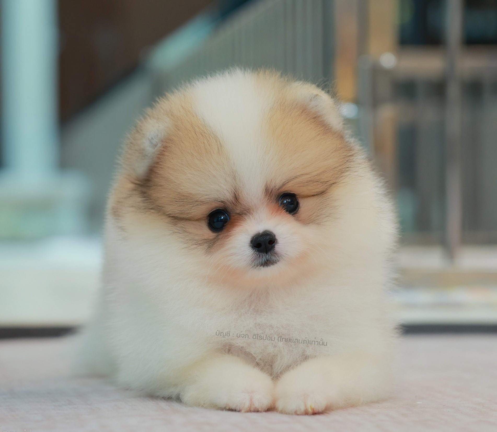 ปอมแท้ ปอมเมอเรเนียน HRF-68164 เพศหญิง สีปาร์ตี้ อายุ 2 เดือน หน้าตาน่ารัก ขาสั้...