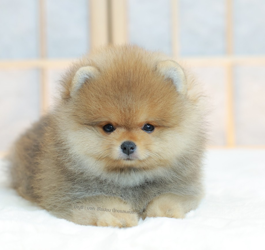 ปอมแท้ ปอมเมอเรเนียน HRM-85170 เพศชาย สีส้ม อายุ 2 เดือน หน้าตาน่ารัก ขาสั้น ขนแ...