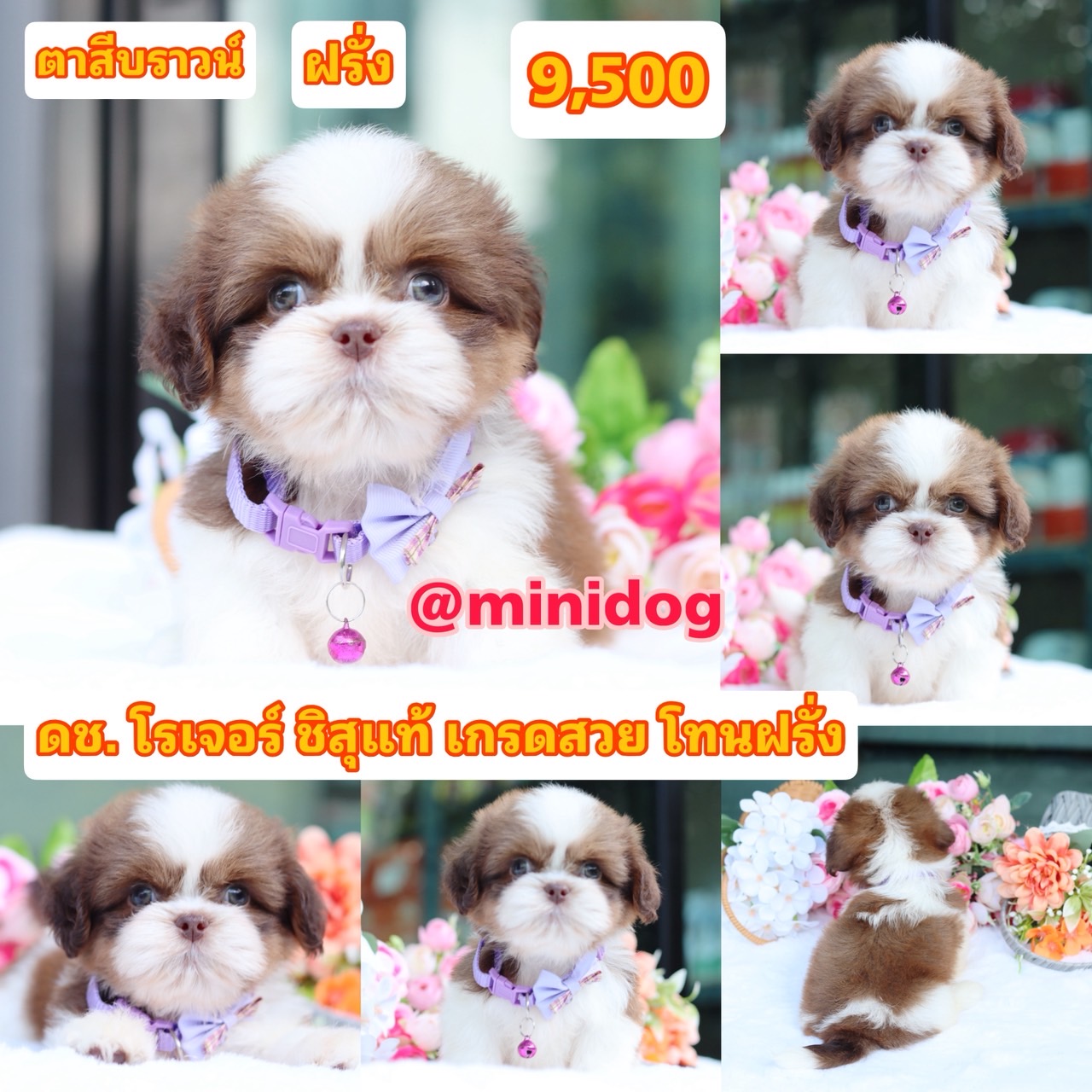 ชิสุแท้เกรดสวย