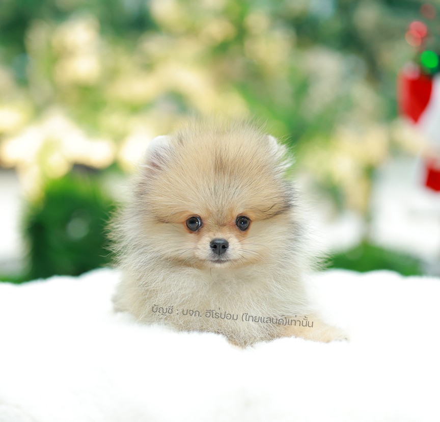 ปอมแท้ ปอมหน้าหมี HRF-10465 เพศหญิง สีส้ม ตัวจิ๋วตัวเล็ก แก้มอ้วน น่าฟัดมาก ๆ ตอ...