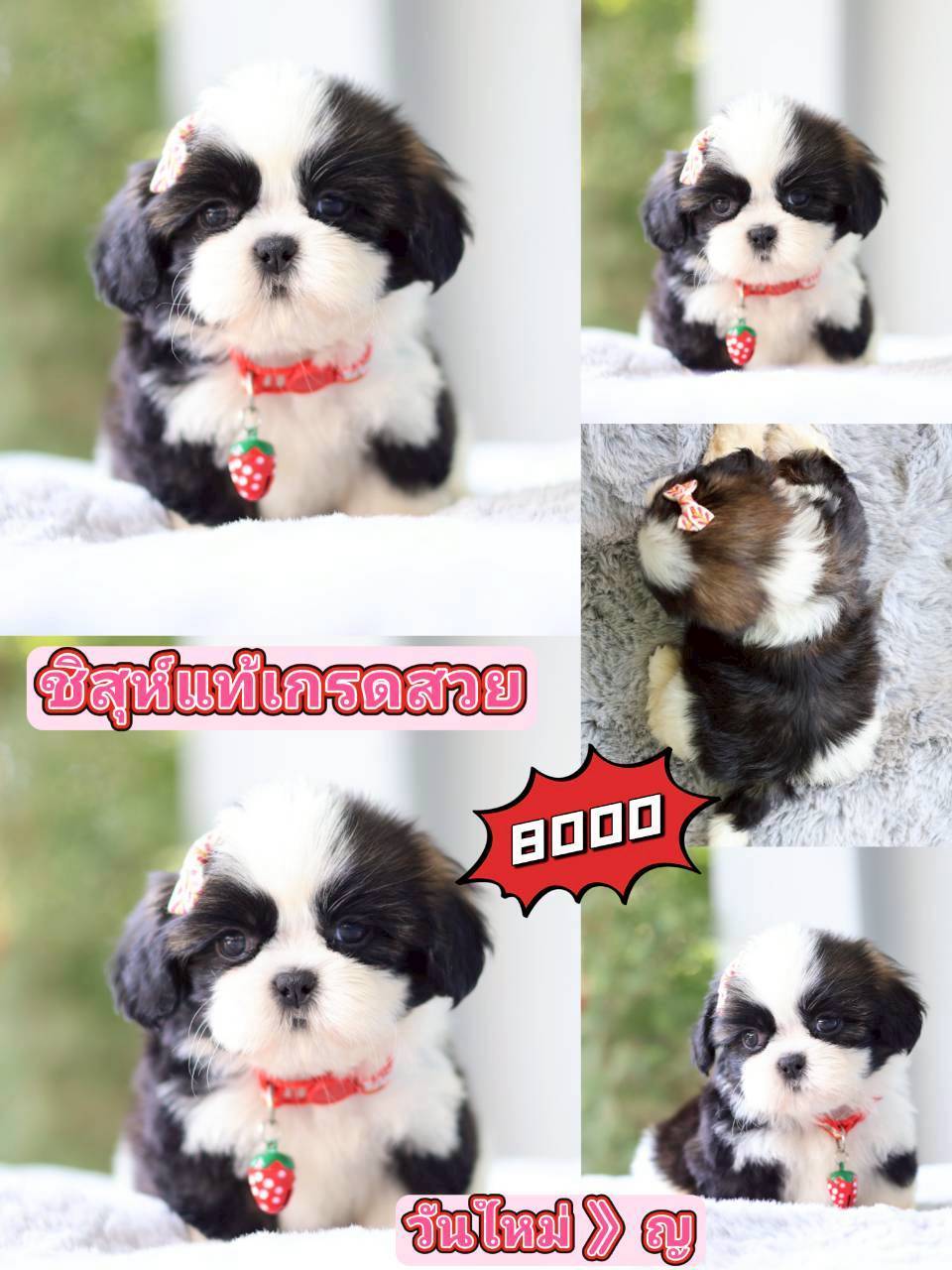 Kibzaa Shihtzu