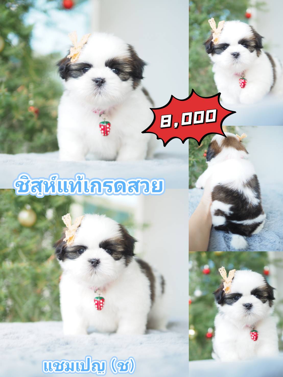 กิ๊ฟซ่า ลดได้