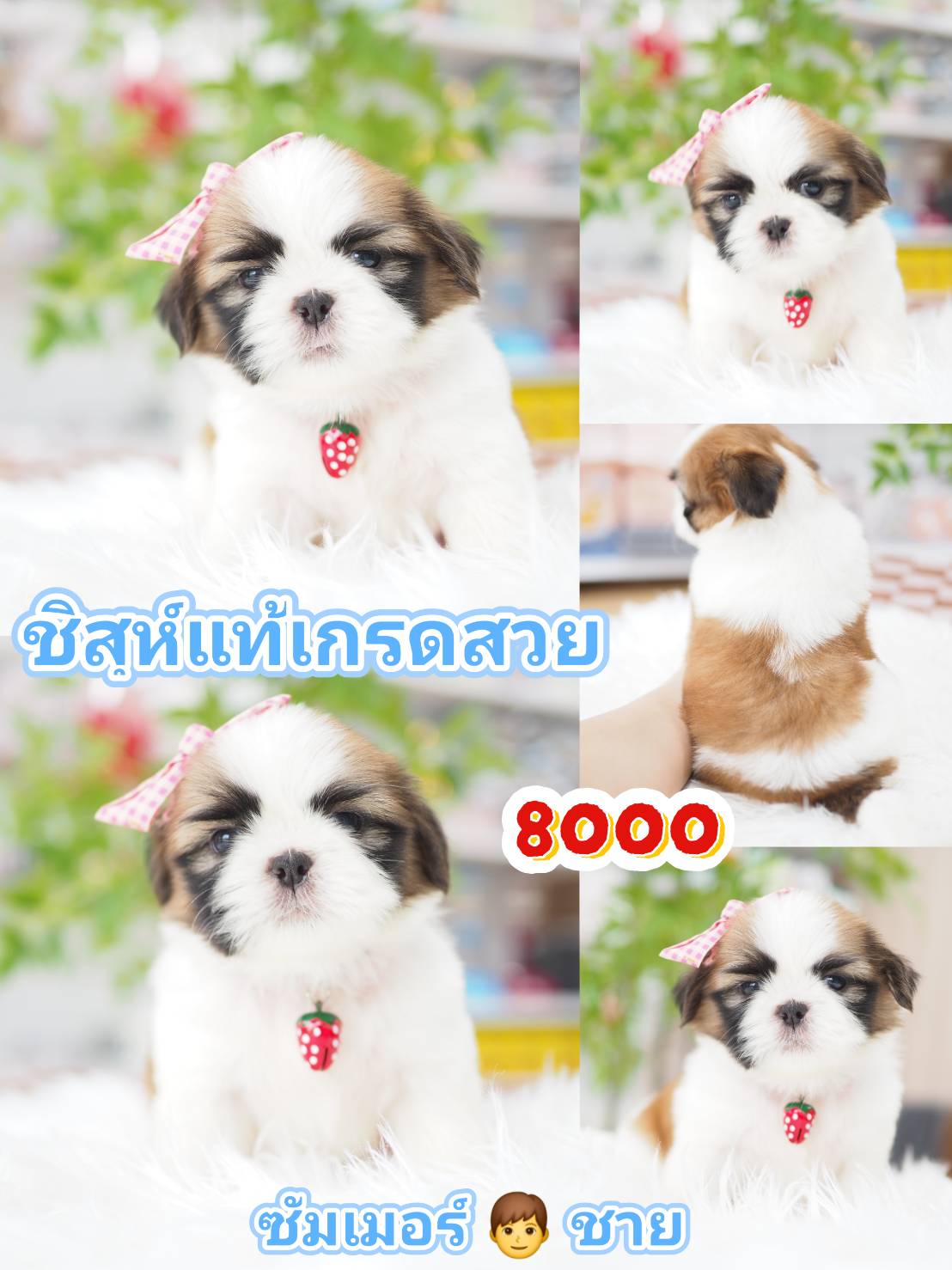 Shihtzu