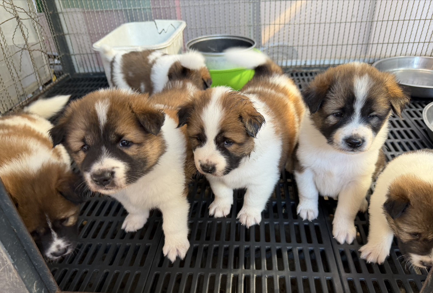 บางแก้วแท้ สายเก่า พ่อแม่สายประกวด  เชื้อดี รู้ความสุดๆ #พร้อมใบเพ็ดชมรมบางแก้วป...