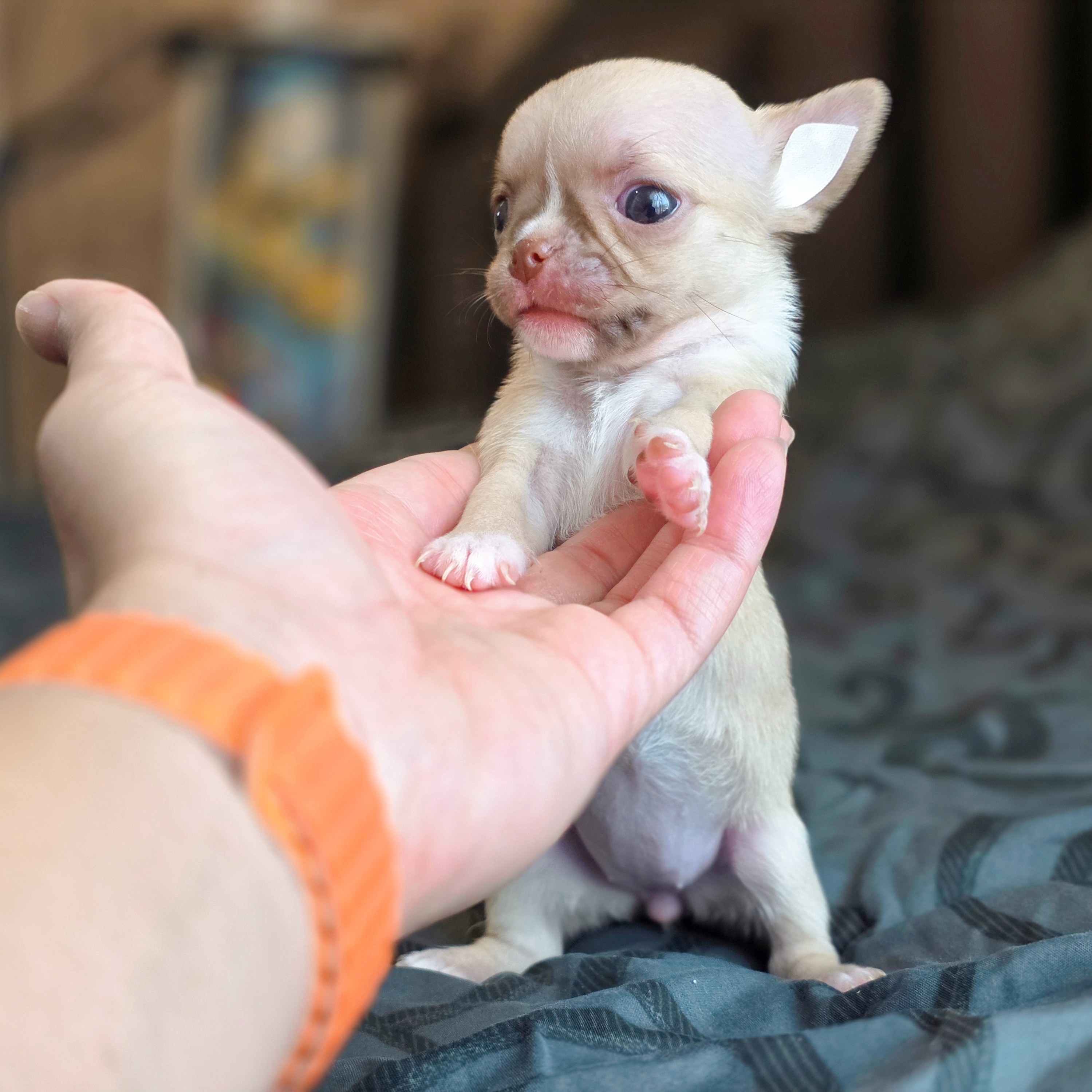 ชิวาวาพันธุ์แท้ช