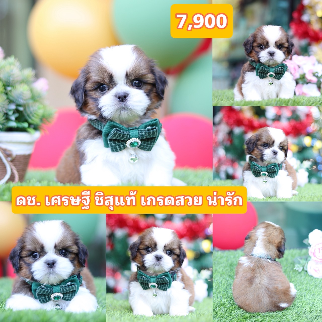 ชิสุแท้เกรดสวย