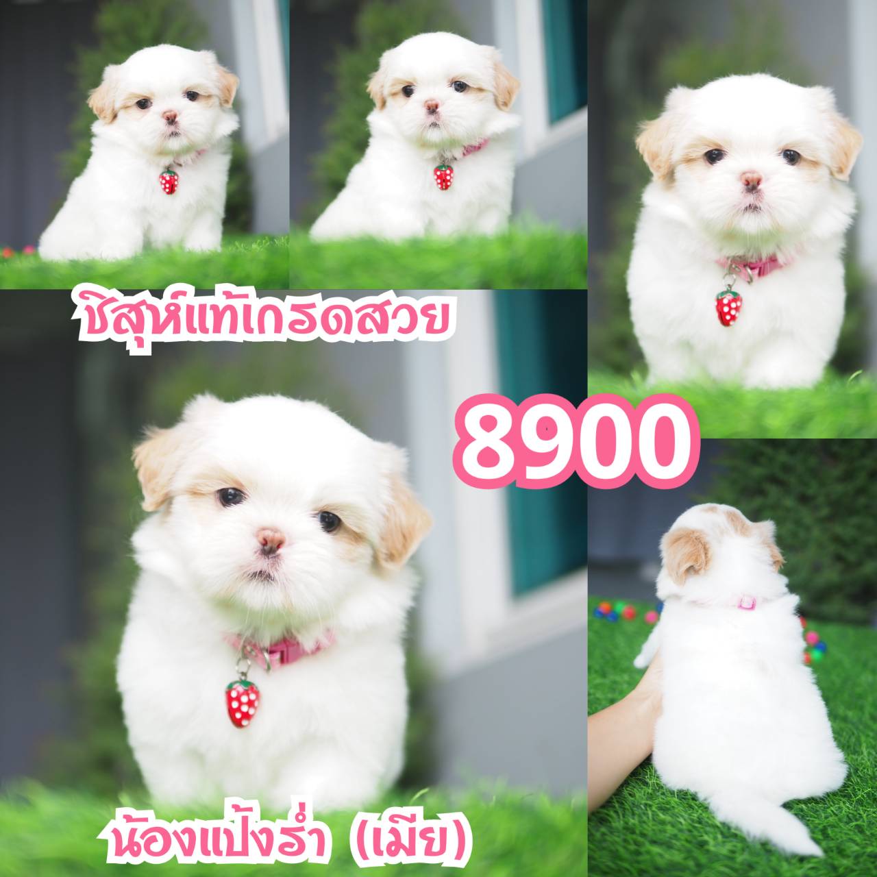 กิ๊ฟซ่าชิสุห์