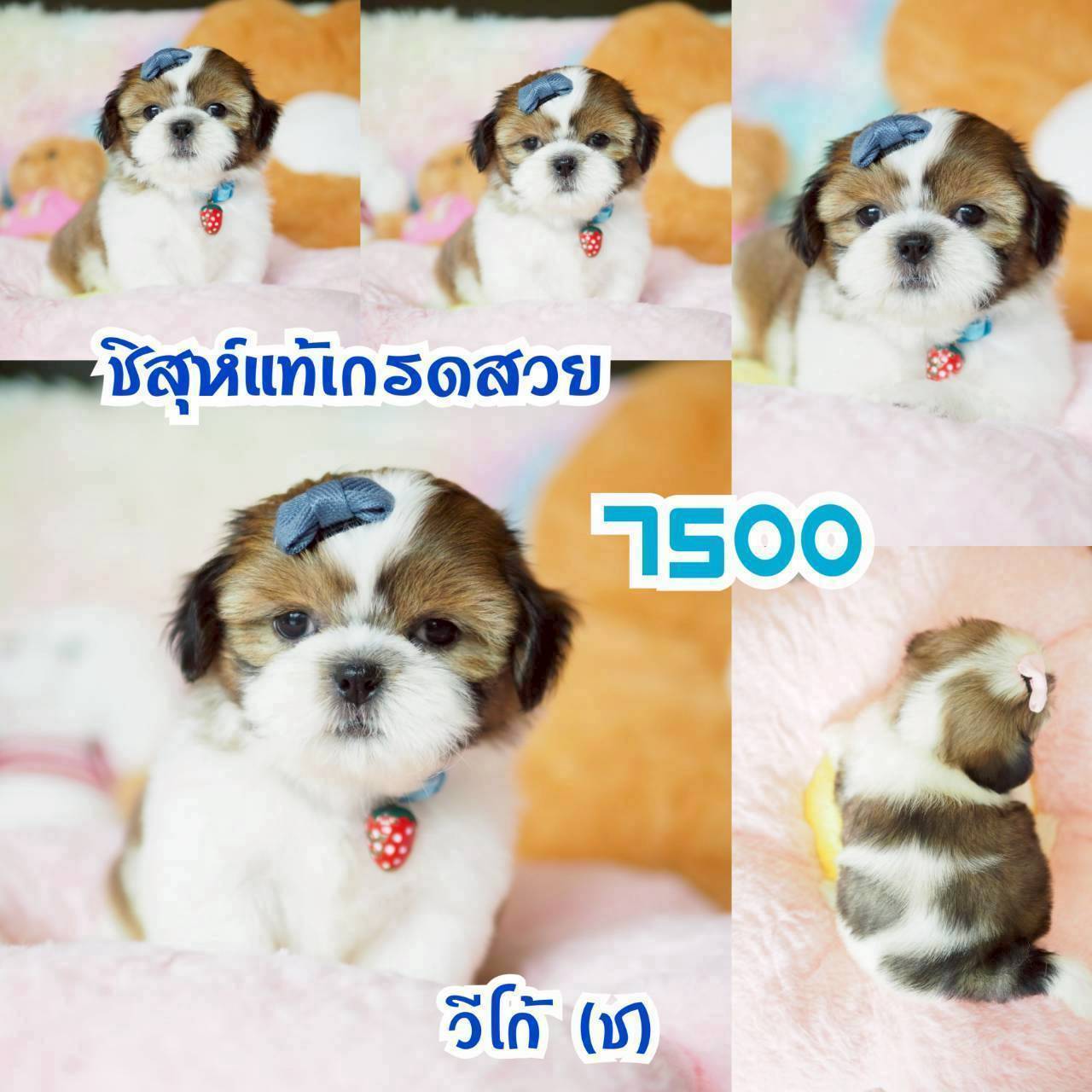 กิ๊ฟซ่า มาแล้ว ถูกและดี @kibzaa