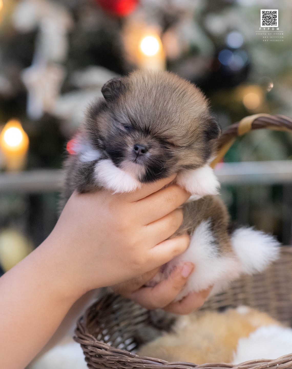 FYPOM KENNEL ขายเด็กชายตัวน้อย สีปาร์ตี้ โครงสร้างดี ขนแน่น 0830777178