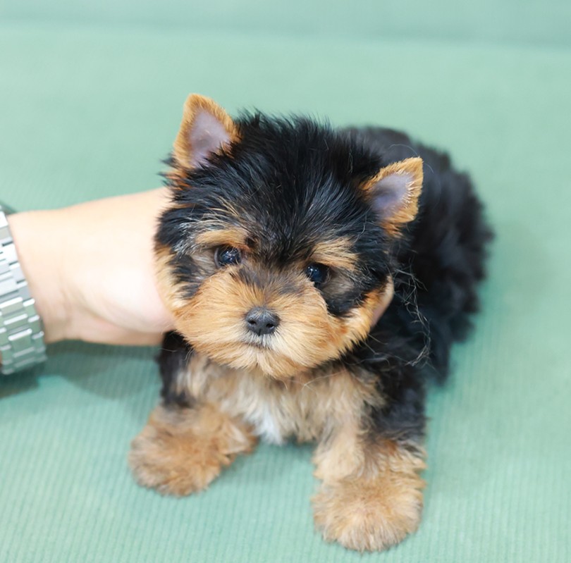 ยอร์คเชียร์ เทอร์เรีย HYM-50610 เพศชาย สีแบล็คแทน อายุ 2 เดือน ตัวเล็ก ขาสั้น หน...