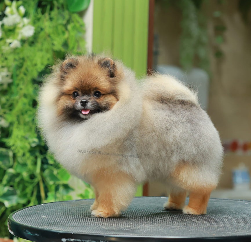 ปอมแท้ ปอมหน้าสั้น HRF-85669 เพศหญิง สีส้มเซเบิ้ล หนุ่มฮอต หน้าตาน่ารัก น่าเอ็นด...