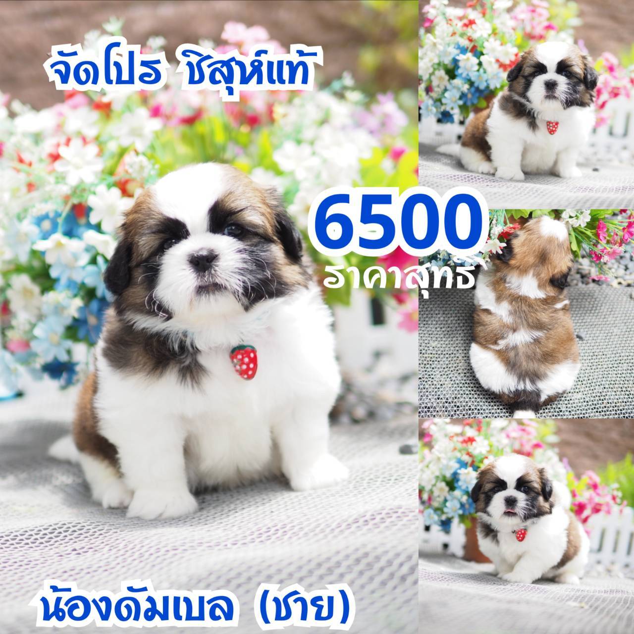 ชิสุห์กิ๊ฟซ่า
