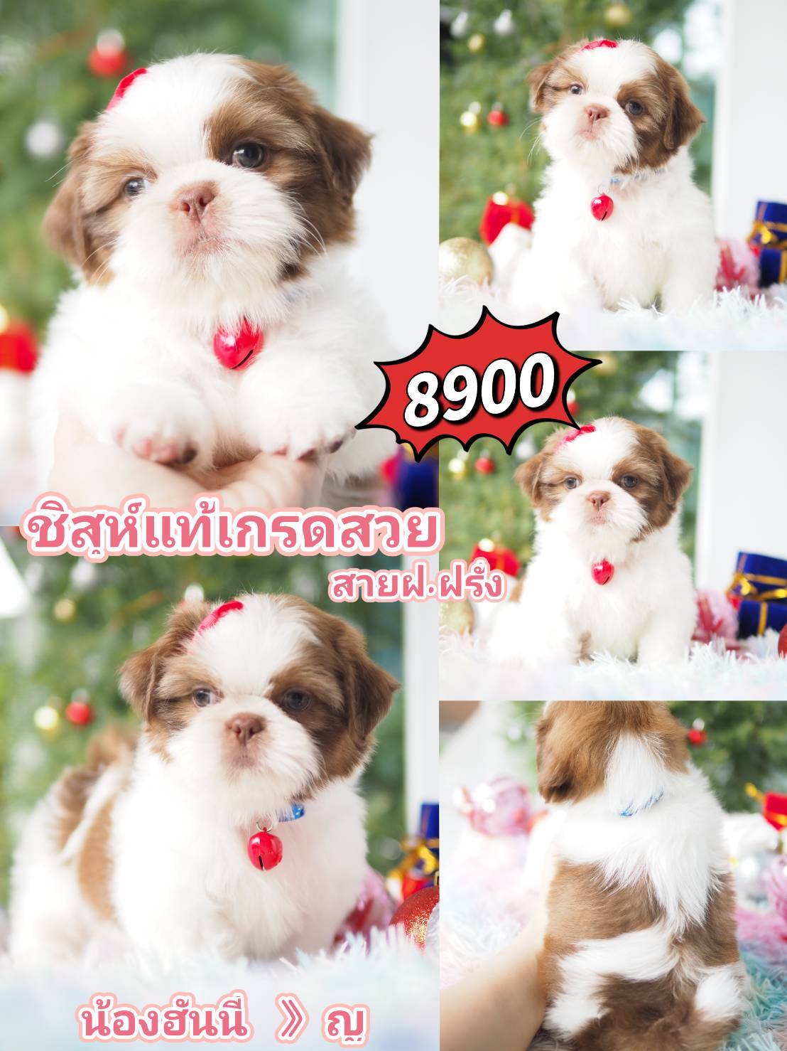 ชิสุ @kibzaa