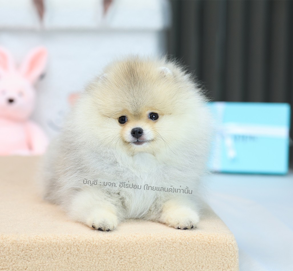 ปอมแท้ ปอมหน้าหมี HRF-10988 เพศชาย สีส้ม อายุ 2 เดือน ขนแน่น ขาใหญ่ กินเก่ง หน้า...
