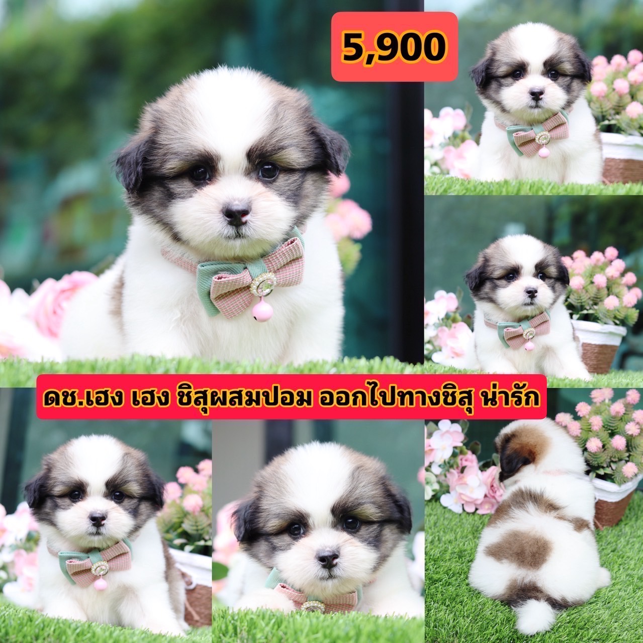 ชิสุผสมปอม