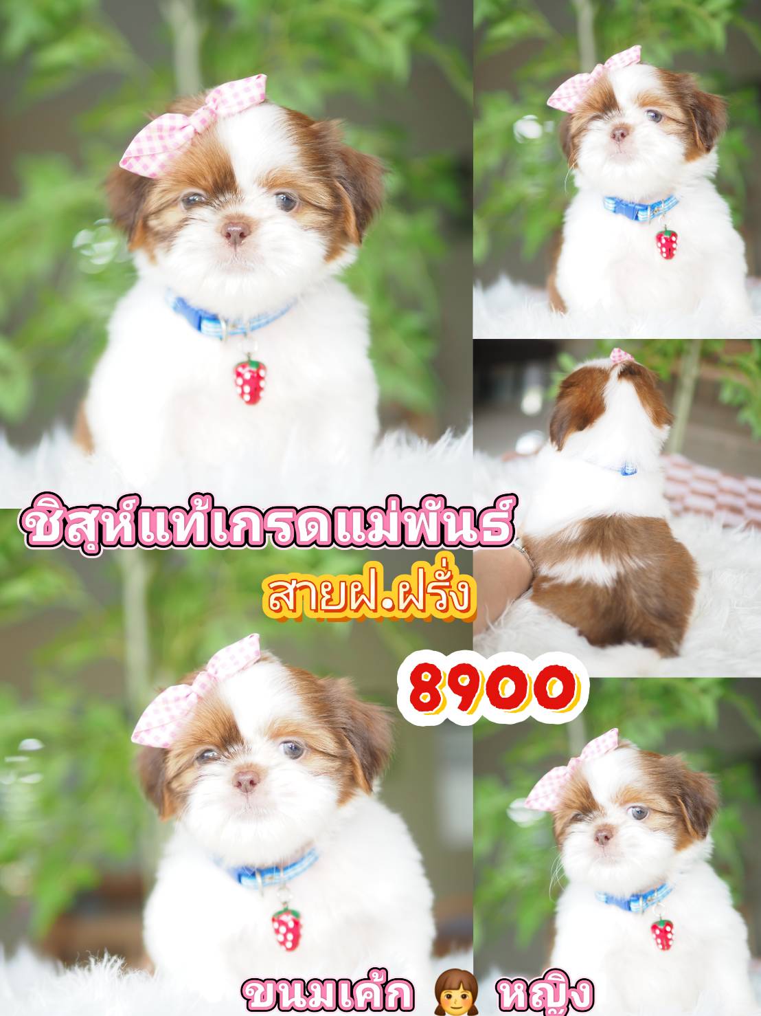 Shihtzu
