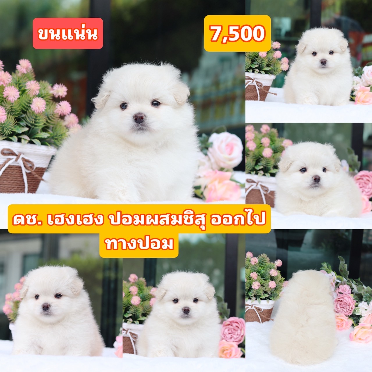 ชิสุผสมปอม ชนปุย เกรดสวย