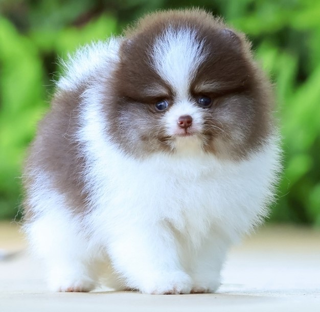 เปิดจอง ปอมแท้ ปอมเมอเรเนียน HRM-2 เพศชาย สีปาร์ตี้แทน