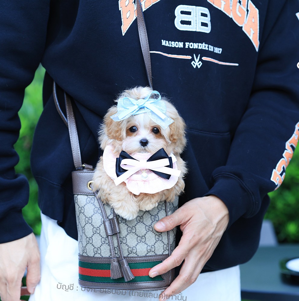 มอลติพู MTPF-61148 เพศหญิง สี Champagne อายุ 2 ปี น่ารัก หัวกลม มีถุงเท้าสีขาว ส...