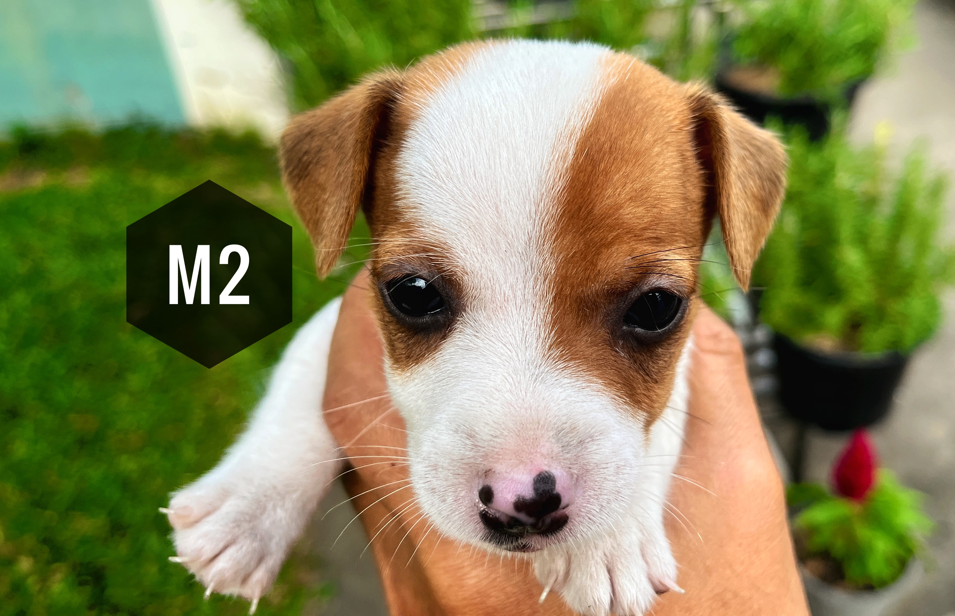 ลูกสุนัข jackrussell