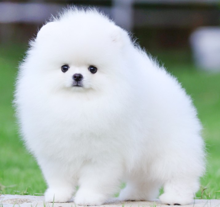 ปอมแท้ ปอมเมอเรเนียน HRF-50882 เพศหญิง สีขาว อายุ 2 เดือน หน้าตาน่ารัก ขาสั้น ขน...