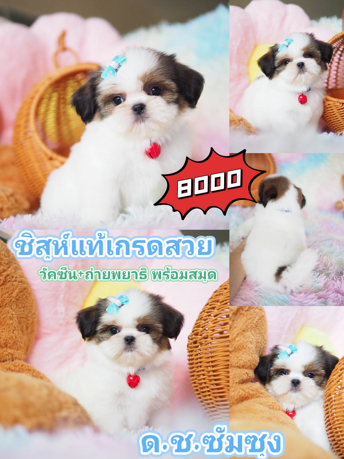 กิ๊ฟซ่า ไม่มีสาขา เด็กๆมีใบวัคซีน