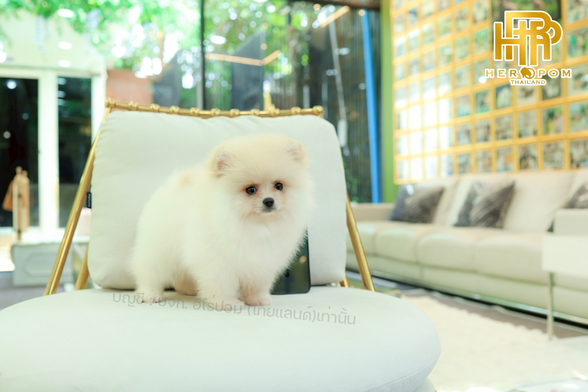 ปอมแท้ ปอมหน้าสั้น HRF-10746 เพศหญิง สีครีทม น่ารักมาก ๆ ถ่ายรูปแล้วขึ้นกล้องสุด...