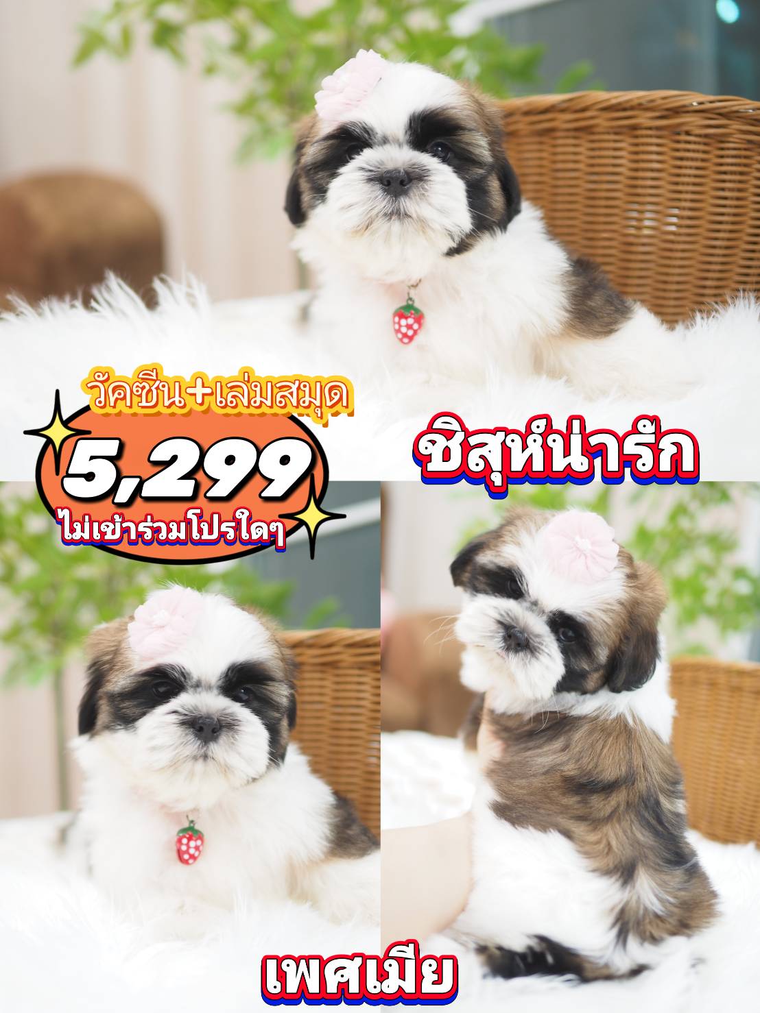 กิ๊ฟซ่าชิสุ ❤️ กทม
