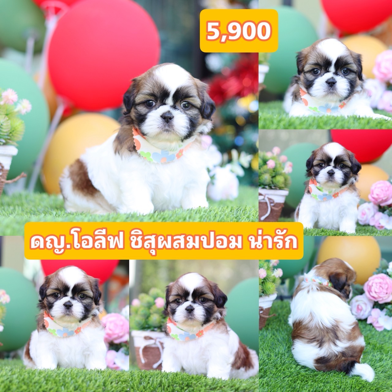 ชิสุผสมปอม
