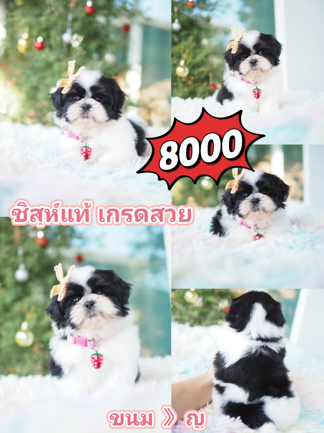 ชิสุ น่ารัก