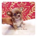 [Chihuahua Is Here] ขนยาว เพศเมีย สีช็อคแทน หน้าสวย (SOLD)