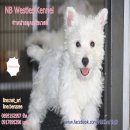 จำหนายลูกสุนัขสายพันธุ์เวสตี้(West Highland White Terrier)