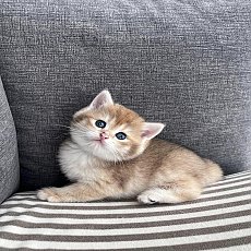 เด็กหญิง บริติชแท้ NY11 ใบเพ็ดนอก WCF by ARC