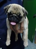 ปั๊ก,pug