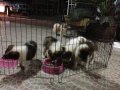 ขายลูกสุนัขพันธ์ุบางแก้ว อยู่หลังม.ธรรมศาสตร์รังสิต