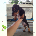 ดัชชุนขนสั้น น่ารัก แสนรู้