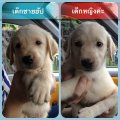 ขายลาบาดอร์ ราคาถูก เพศเมีย 