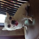 ขายแม่พันธุ์ชิวาวาขนสั้นสีขาว ราคาถูก