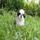 (ปิดการขาย)ด.ช.ซาบิ สีขาวน้ำตาลเทา ไซค์จิ๋ว ตัวเล็กๆ น่ารัก จาก Kibzaa