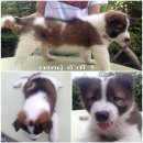 ขออนุญาตขายลูกสุนัขบางแก้ว ผู้ 2 เมีย 2 ครับ