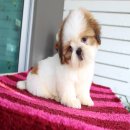 (ปิดการขาย)ด.ญ.บีบี หน้าตาน่ารัก ตาหวานๆ จาก Kibzaa Shihtzu