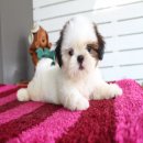 (ปิดการขาย)ด.ญ.แบมมี่ หน้าตาน่ารัก จากบ้าน Kibzaa Shihtzu