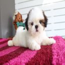 (ปิดการขาย)ด.ญ.แบมมี่ หน้าตาน่ารัก จากบ้าน Kibzaa Shihtzu