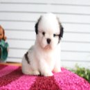 ด.ช.มะพร้าว เกรดสวย ขนแน่น อ้วน เตี้ย น่ารัก