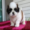 ด.ญ.กัสจัง เกรดสวย หน้าตาน่ารัก แบ๋วๆ บ้าน Kibzaa Shihtzu